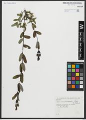 Foto von Salix amplexicaulis Bory